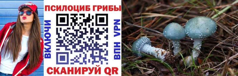 купить  цена  Кубинка  darknet какой сайт  Псилоцибиновые грибы Psilocybine cubensis 