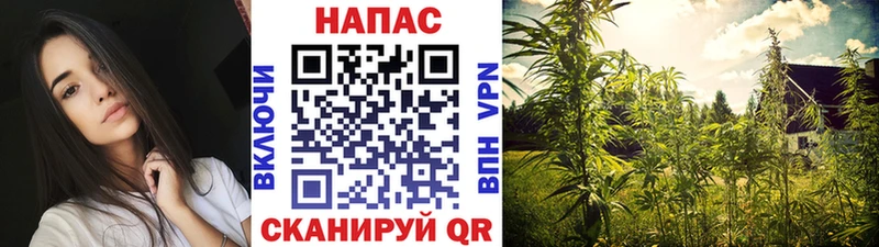 Бошки марихуана планчик  Кубинка 